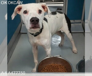 American Staffordshire Terrier-Unknown Mix Dogs for adoption in Oklahoma City, OK, USA
