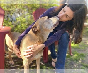 Mutt Dogs for adoption in Savannah, GA, USA