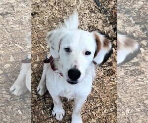Borador Dogs for adoption in Hinton, WV, USA