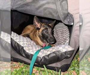 Mutt Dogs for adoption in Imlay City, MI, USA