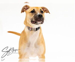 Boxer-Mountain Cur Mix Dogs for adoption in Brooklyn Center, MN, USA