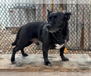 Chihuahua-Labrador Retriever Mix Dogs for adoption in Santa Cruz, CA, USA