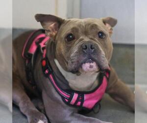 American Staffordshire Terrier-Unknown Mix Dogs for adoption in San Antonio, TX, USA