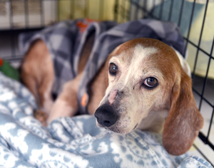 Beagle Dogs for adoption in Chattanooga, TN, USA