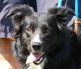 Border Collie Dogs for adoption in Chesapeake City, MD, USA