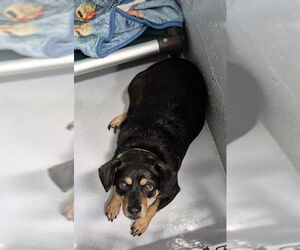 Chiweenie Dogs for adoption in Augusta, GA, USA