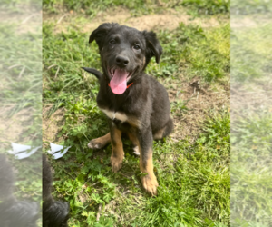 Border Collie-Unknown Mix Dogs for adoption in Holly Springs, NC, USA