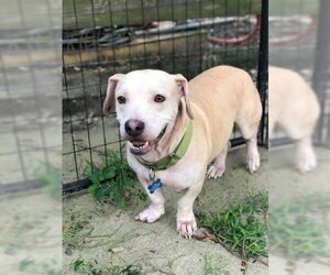 Basset Hound Dogs for adoption in Freeport, FL, USA