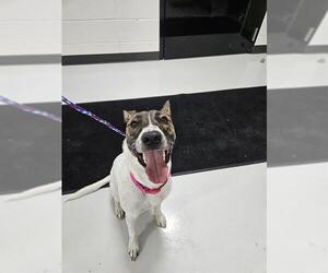 Mutt Dogs for adoption in Temple, TX, USA