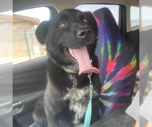 Borador Dogs for adoption in Kanab, UT, USA