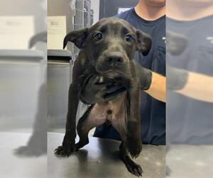 Labrador Retriever-Unknown Mix Dogs for adoption in Visalia, CA, USA