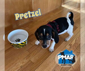 Raggle Dogs for adoption in Binghamton, NY, USA