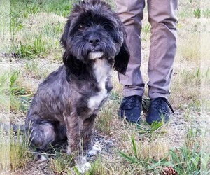 Maltese-Unknown Mix Dogs for adoption in Issaquah, WA, USA