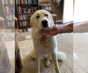 Great Pyrenees Dogs for adoption in Bolivar, MO, USA
