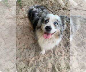 Australian Shepherd Dogs for adoption in Tampa, FL, USA