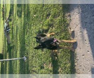 German Shepherd Dog Dogs for adoption in Fenton, MO, USA