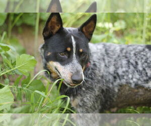 Mutt Dogs for adoption in Paso Robles, CA, USA