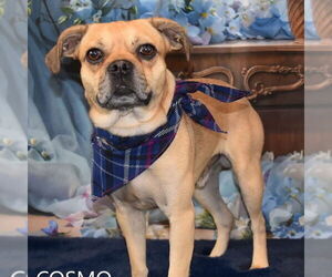 Chug Dogs for adoption in Tempe , AZ, USA