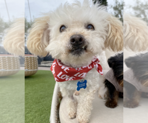 Maltipoo Dogs for adoption in Corona, CA, USA