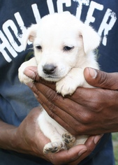 Australian Shepherd Dogs for adoption in Sugar Land, TX, USA