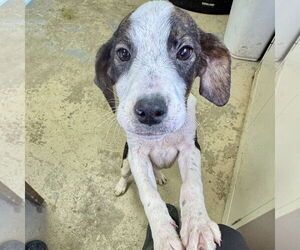 American Pit Bull Terrier-Beagle Mix Dogs for adoption in Sparta, TN, USA