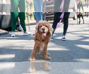 Cocker Spaniel Dogs for adoption in Brooklyn, NY, USA