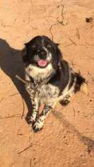 Border-Aussie Dogs for adoption in byhalia, MS, USA