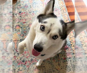 Siberian Husky Dogs for adoption in Holly Springs, NC, USA
