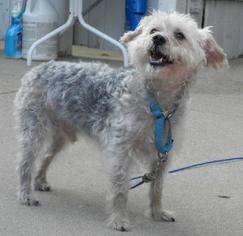 Poodle (Toy)-Unknown Mix Dogs for adoption in Beloit, WI, USA