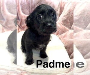 Havanese-Unknown Mix Dogs for adoption in Newport Beach, CA, USA