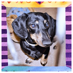 Dachshund Dogs for adoption in San Jacinto, CA, USA