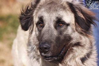 Anatolian Shepherd Dogs for adoption in Pryor, OK, USA
