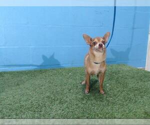 Chihuahua Dogs for adoption in Orlando, FL, USA