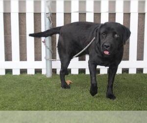 Labrador Retriever Dogs for adoption in Modesto, CA, USA
