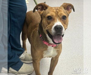 Mutt Dogs for adoption in Washington, DC, USA