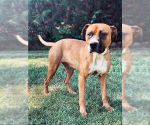 American Staffordshire Terrier-Boxer Mix Dogs for adoption in Oxford, MS, USA