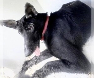 German Shepherd Dog Dogs for adoption in Houston, TX, USA