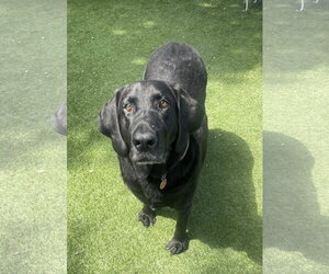 Labrador Retriever-Unknown Mix Dogs for adoption in Fort Worth, TX, USA