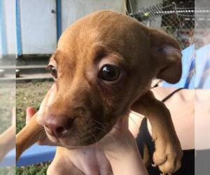 Chihuahua-Unknown Mix Dogs for adoption in Okeechobee, FL, USA