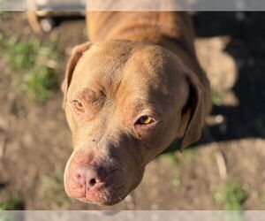 Mutt Dogs for adoption in Tulsa, OK, USA