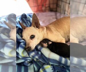 Chihuahua Dogs for adoption in Seal Beach , CA, USA
