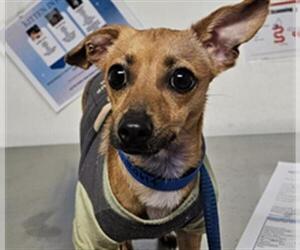 Chihuahua Dogs for adoption in Bakersfield, CA, USA