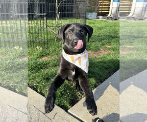 German Shepherd Dog-Unknown Mix Dogs for adoption in Fishers, IN, USA