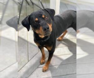 Rottweiler Dogs for adoption in Bellmawr, NJ, USA