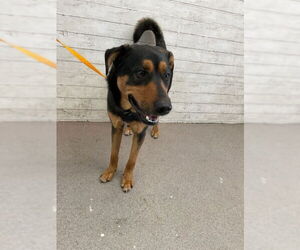 Rottweiler Dogs for adoption in San Bernardino, CA, USA