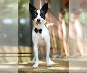 Rat Terrier Dogs for adoption in Holly Springs, MS, USA