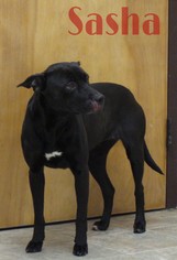 Labrador Retriever-Unknown Mix Dogs for adoption in Crown Point, IN, USA