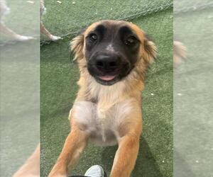 German Shepherd Dog-Unknown Mix Dogs for adoption in Texas City, TX, USA