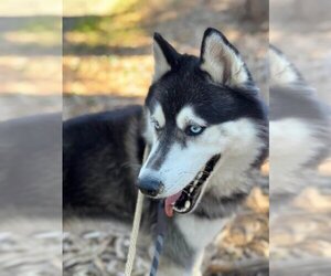 Siberian Husky Dogs for adoption in Santa Maria, CA, USA