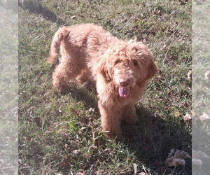 Golden Retriever Dogs for adoption in Vail, AZ, USA